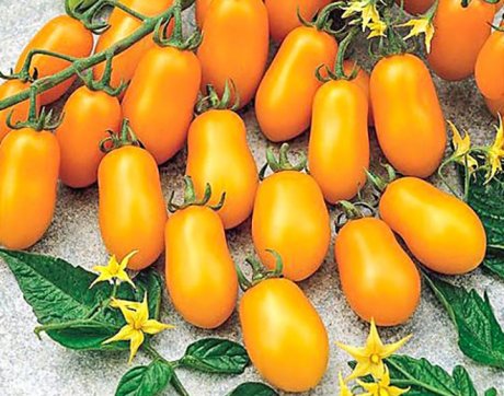 Лучшие томаты для открытого грунта: список из 45 сортов